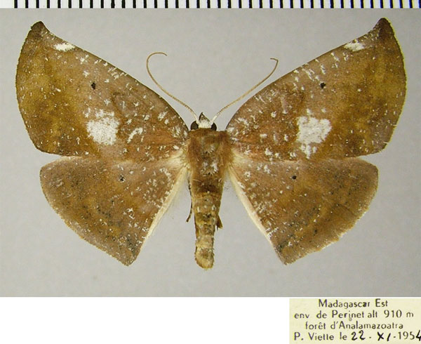 /filer/webapps/moths/media/images/Q/quadrivalvis_Drepanogynis_AF_ZSM.jpg