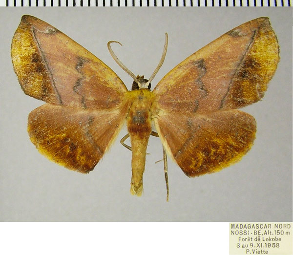 /filer/webapps/moths/media/images/Q/quadrivalvis_Drepanogynis_AM_ZSMa.jpg