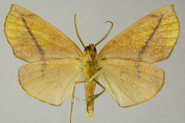 /filer/webapps/moths/media/images/Q/quadrivalvis_Drepanogynis_AM_ZSMb.jpg