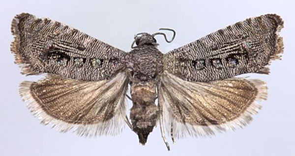 /filer/webapps/moths/media/images/Q/quadropunctana_Coccothera_HT_ZMUC.jpg