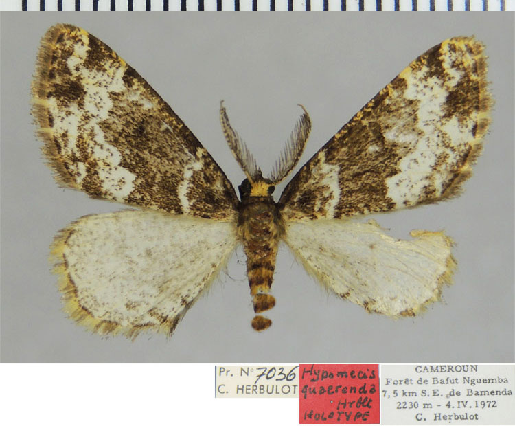 /filer/webapps/moths/media/images/Q/quaerenda_Hypomecis_HT_ZSMa.jpg