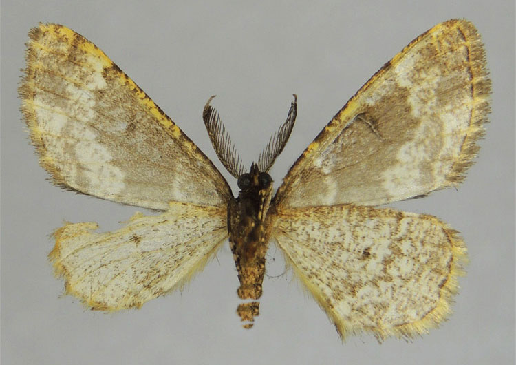 /filer/webapps/moths/media/images/Q/quaerenda_Hypomecis_HT_ZSMb.jpg
