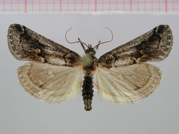 /filer/webapps/moths/media/images/Q/quagga_Hypotia_HT_TMSA.jpg