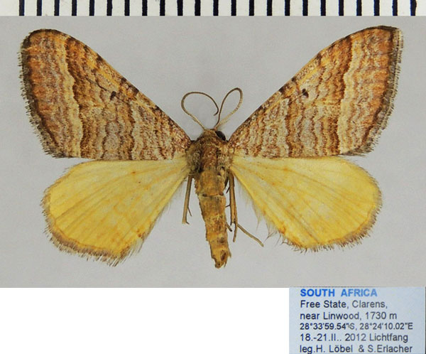 /filer/webapps/moths/media/images/Q/quaggaria_Mimoclystia_AF_ZSM_01.jpg