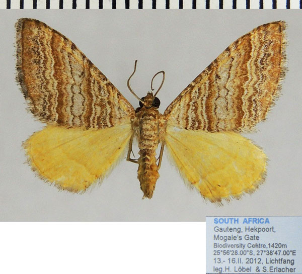 /filer/webapps/moths/media/images/Q/quaggaria_Mimoclystia_AF_ZSM_02.jpg