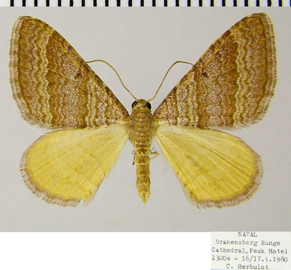 /filer/webapps/moths/media/images/Q/quaggaria_Mimoclystia_AM_ZSMa.jpg