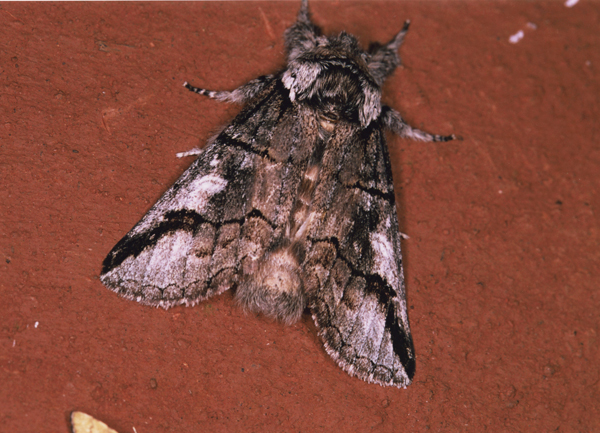 /filer/webapps/moths/media/images/Q/quarta_Zululana_A_Roland_07.jpg