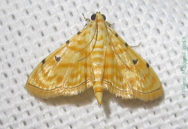 /filer/webapps/moths/media/images/Q/quaternalis_Notarcha_A_Bippus.jpg