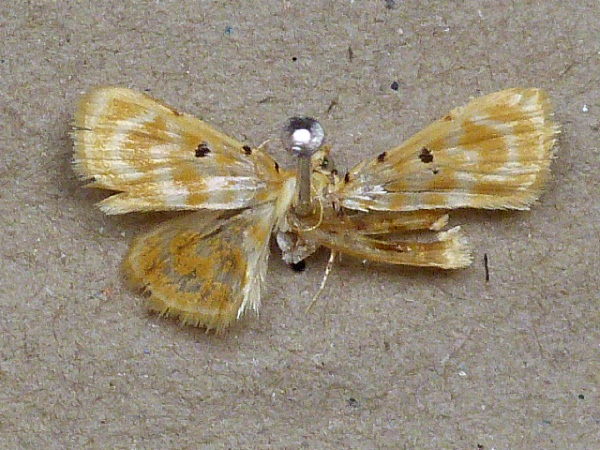 /filer/webapps/moths/media/images/Q/quaternalis_Notarcha_A_Butler.jpg