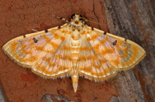 /filer/webapps/moths/media/images/Q/quaternalis_Notarcha_A_Heyns.jpg