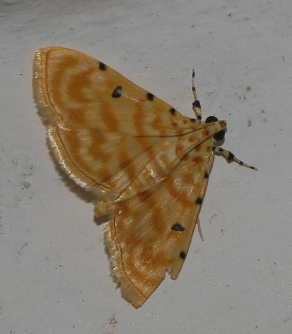 /filer/webapps/moths/media/images/Q/quaternalis_Notarcha_A_Jorpeland.jpg