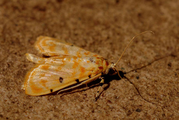/filer/webapps/moths/media/images/Q/quaternalis_Notarcha_A_King.jpg