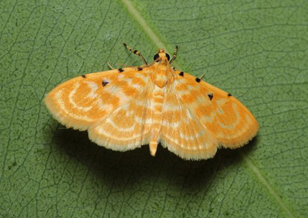 /filer/webapps/moths/media/images/Q/quaternalis_Notarcha_A_Pasquasy.jpg