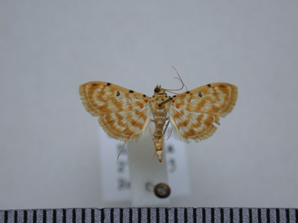 /filer/webapps/moths/media/images/Q/quaternalis_Notarcha_A_Revell.jpg