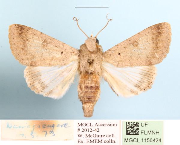 /filer/webapps/moths/media/images/Q/quenavadi_Pandesma_A_MGCLa_01.jpg