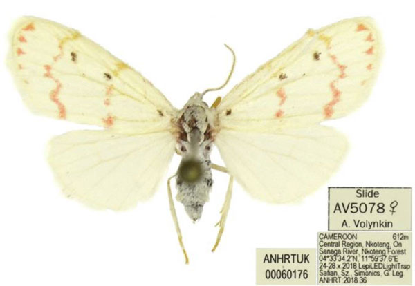 /filer/webapps/moths/media/images/Q/quentini_Cyana_AF_ANHRT.jpg