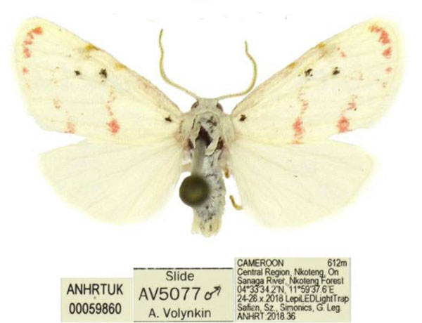 /filer/webapps/moths/media/images/Q/quentini_Cyana_AM_ANHRT.jpg