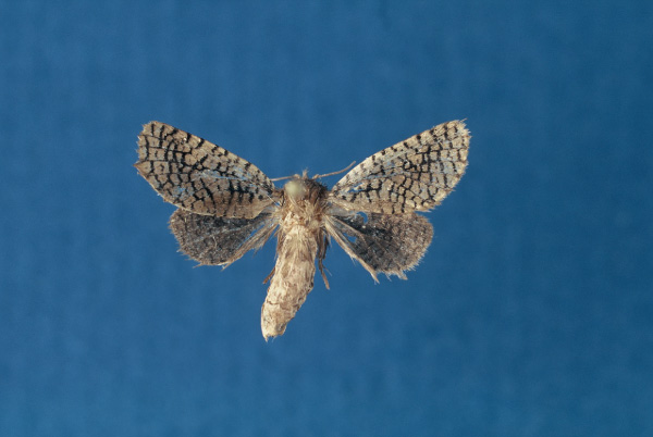 /filer/webapps/moths/media/images/Q/quentinlukei_Salagena_HT_RMCA.jpg