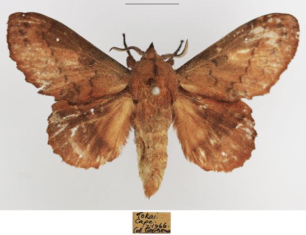 /filer/webapps/moths/media/images/Q/quercifolia_Gastropacha_AM_TMSA.jpg