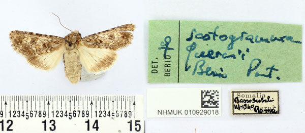 /filer/webapps/moths/media/images/Q/quercii_Scotogramma_PTF_BMNH.jpg