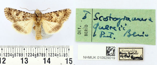 /filer/webapps/moths/media/images/Q/quercii_Scotogramma_PTM_BMNH.jpg