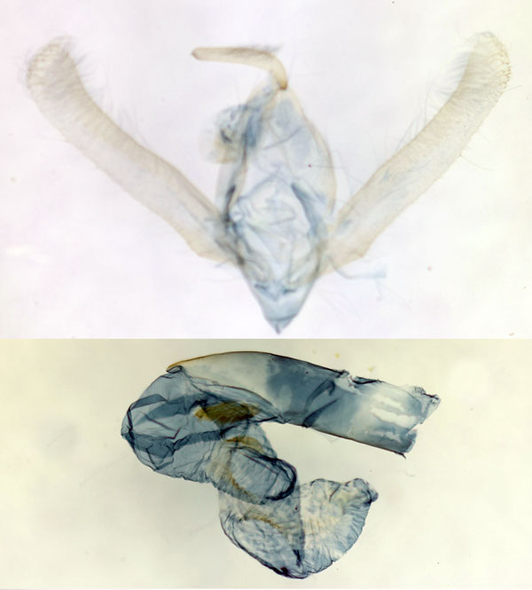 /filer/webapps/moths/media/images/Q/quilengesi_Masalia_GMHT_BMNH_8201.jpg