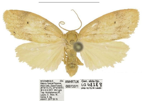 /filer/webapps/moths/media/images/Q/quilimanensis_Spatulosia_AM_ANHRT_01.jpg