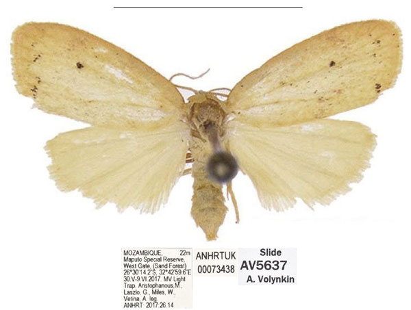 /filer/webapps/moths/media/images/Q/quilimanensis_Spatulosia_AM_ANHRT_02.jpg
