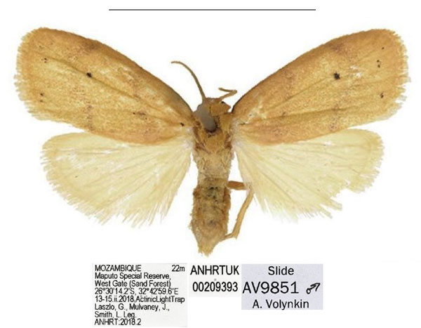 /filer/webapps/moths/media/images/Q/quilimanensis_Spatulosia_NT_ANHRT.jpg