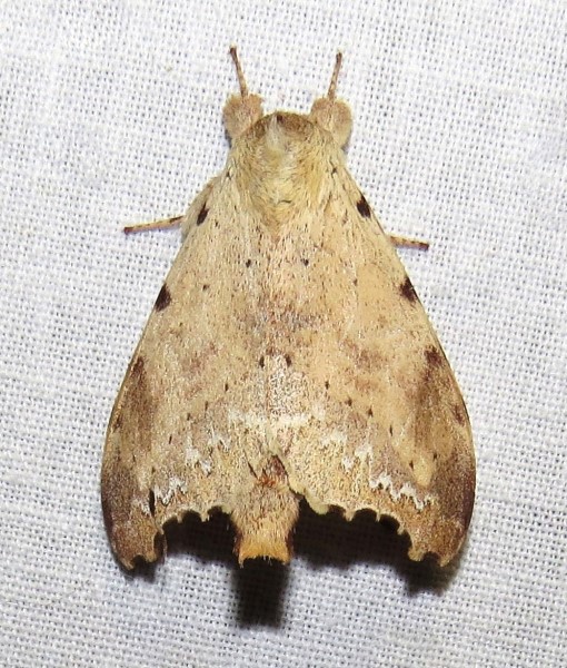 /filer/webapps/moths/media/images/Q/quinquemaculata_Mesonadata_A_Bergsma.jpg