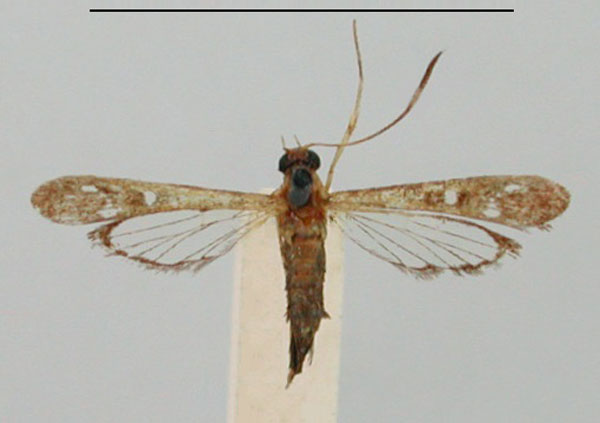 /filer/webapps/moths/media/images/Q/quinquepuncta_Lophoceps_HT_BMNH.jpg