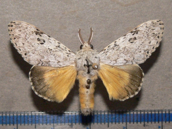 /filer/webapps/moths/media/images/Q/quinquepunctata_Eudasychira_A_Goffa_01.JPG