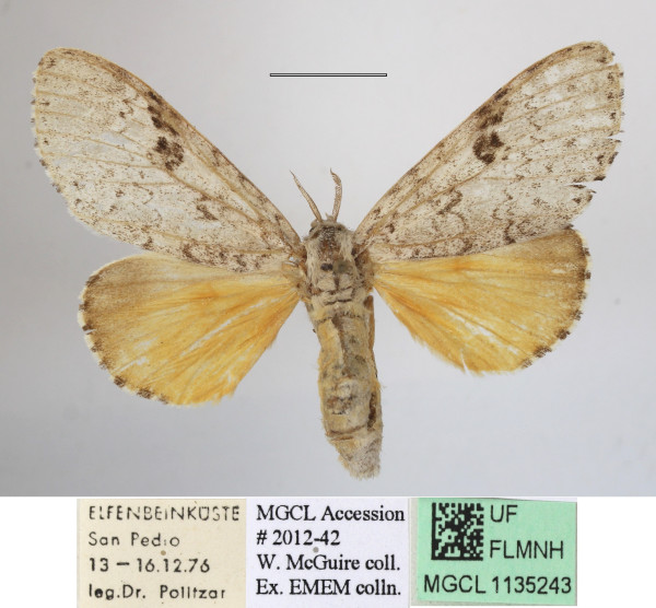 /filer/webapps/moths/media/images/Q/quinquepunctata_Eudasychira_A_MGCLa_01.JPG
