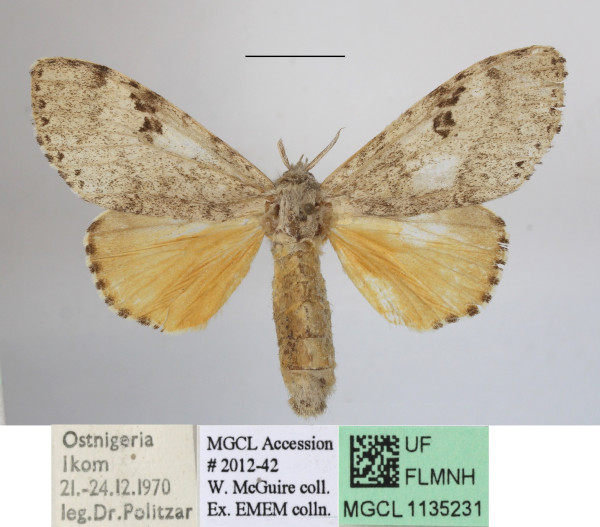 /filer/webapps/moths/media/images/Q/quinquepunctata_Eudasychira_A_MGCLa_02.JPG