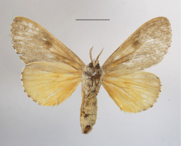 /filer/webapps/moths/media/images/Q/quinquepunctata_Eudasychira_A_MGCLb_01.JPG
