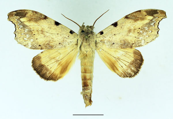 /filer/webapps/moths/media/images/Q/quinquepunctata_Mesonadata_AM_Basquin_01.jpg