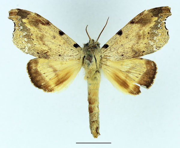 /filer/webapps/moths/media/images/Q/quinquepunctata_Mesonadata_AM_Basquin_02.jpg