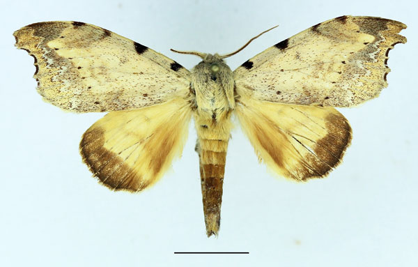 /filer/webapps/moths/media/images/Q/quinquepunctata_Mesonadata_AM_Basquin_03.jpg