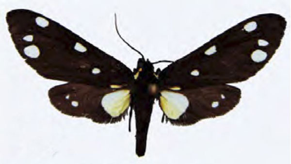 /filer/webapps/moths/media/images/Q/quinquepunctata_Tritonaclia_AM_MNHN.jpg