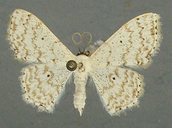 /filer/webapps/moths/media/images/Q/quintaria_Scopula_AF_TMSA_01.jpg