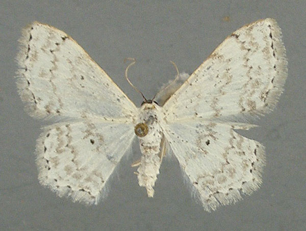 /filer/webapps/moths/media/images/Q/quintaria_Scopula_AF_TMSA_02.jpg