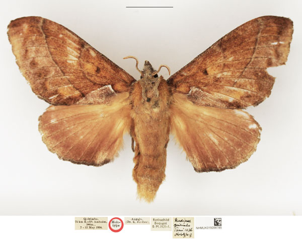 /filer/webapps/moths/media/images/Q/quirimbo_Nadiasa_HT_NHMUK.jpg