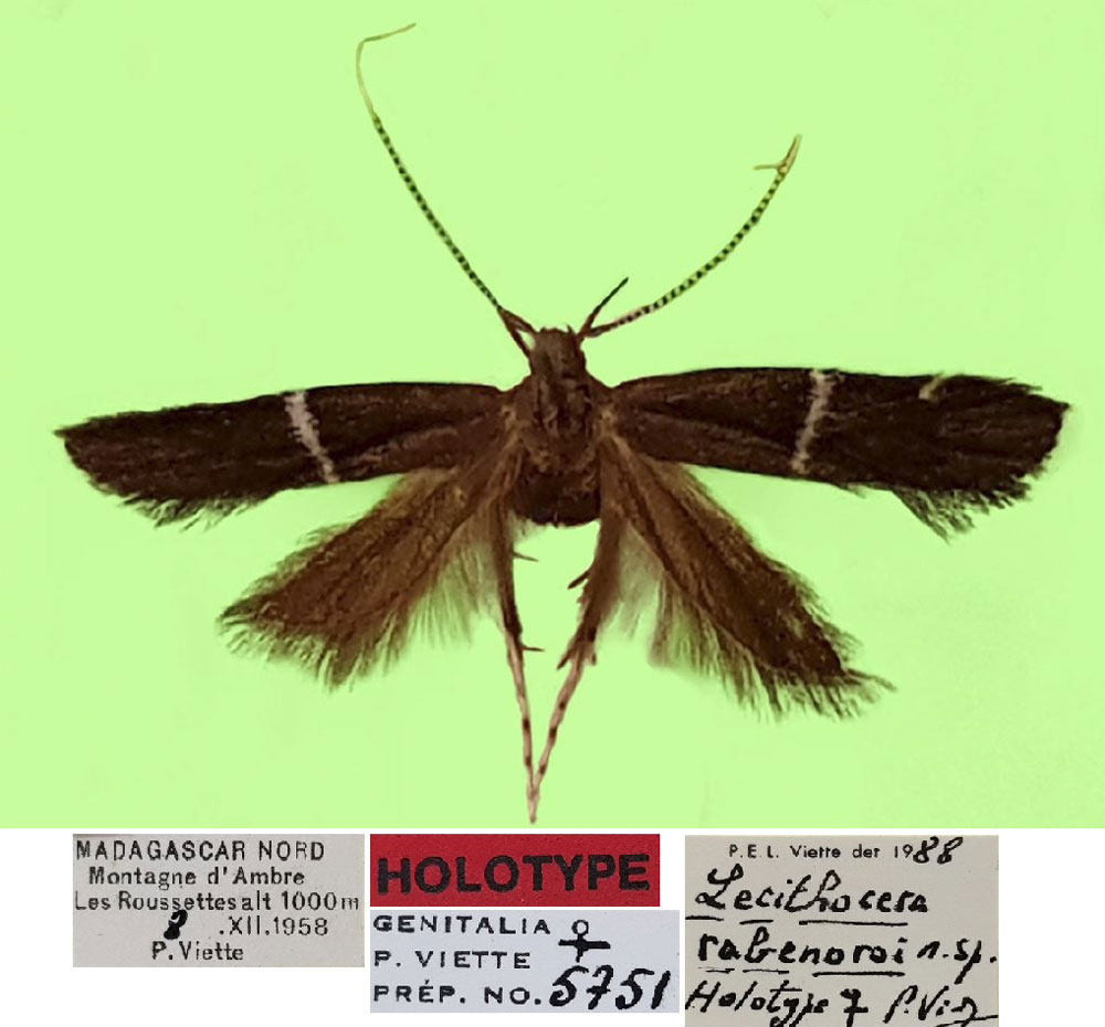 /filer/webapps/moths/media/images/R/rabenoroi_Lecithocera_HT_MNHN.jpg