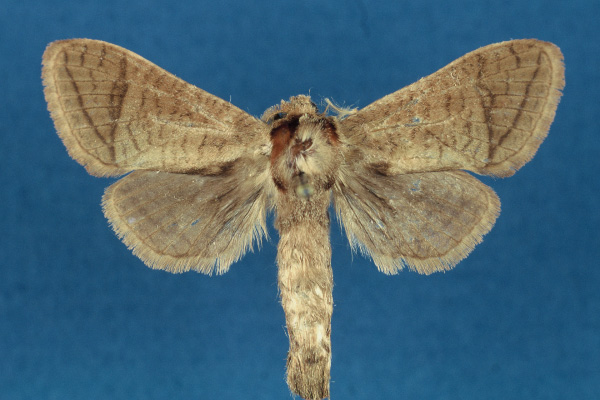 /filer/webapps/moths/media/images/R/rabiusi_Haberlandia_HT_RMCA.jpg