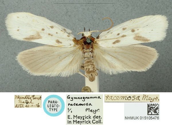 /filer/webapps/moths/media/images/R/racemosa_Gymnogramma_STM_NHMUK.jpg