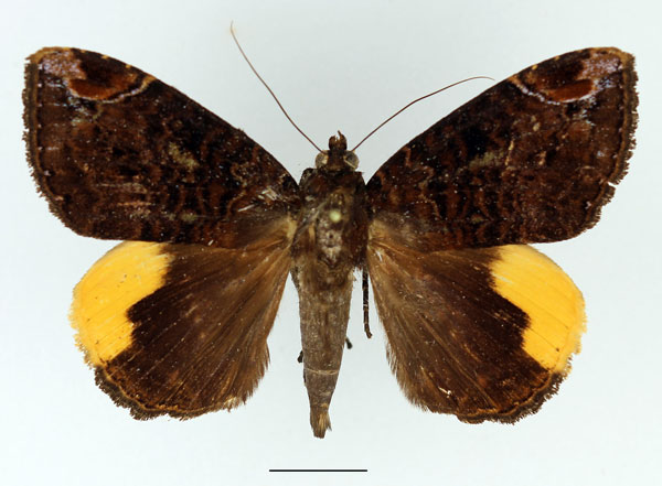 /filer/webapps/moths/media/images/R/radama_Achaea_AF_Basquin.jpg
