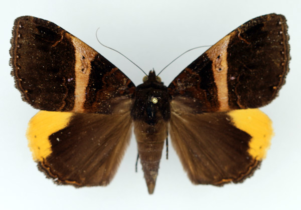 /filer/webapps/moths/media/images/R/radama_Achaea_AF_Legrain.jpg