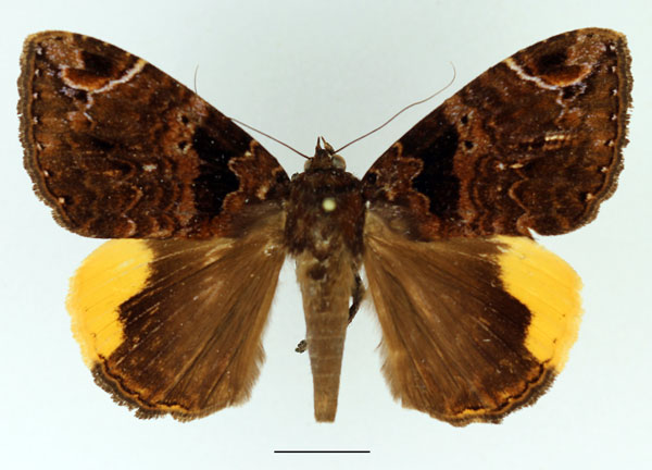/filer/webapps/moths/media/images/R/radama_Achaea_AM_Basquin.jpg