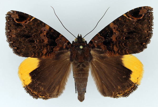 /filer/webapps/moths/media/images/R/radama_Achaea_AM_Legrain.jpg