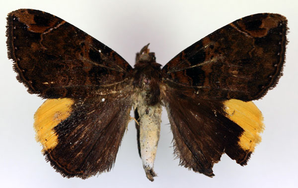 /filer/webapps/moths/media/images/R/radama_Achaea_A_RMCA.jpg